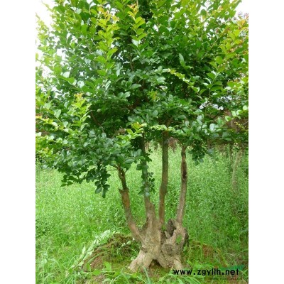 15-25公分直杆紫薇、大小古桩、枞生紫薇