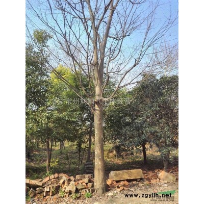 40公分 35公分 15公分榉树、香樟提供