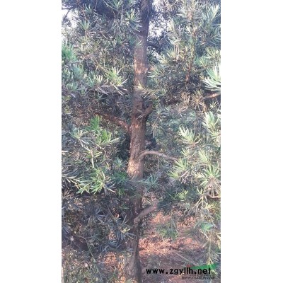 广西北海供应地径15至25罗汉松