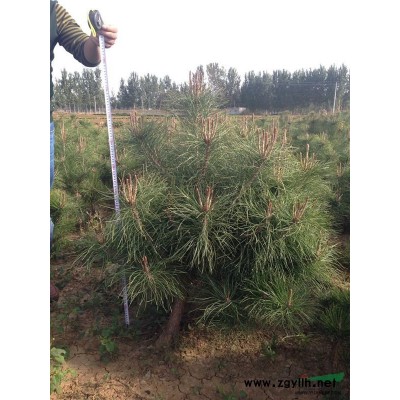 供应1米黑松苗