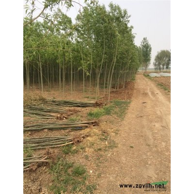 河北地区出售大量速生柳，垂柳等。