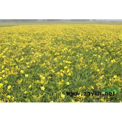 河北草花制造厂家