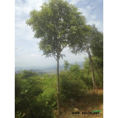 浙江地区供应高杆桂花