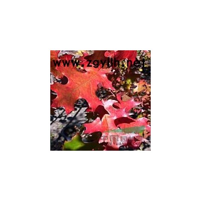 北美红栎扦插繁殖技术