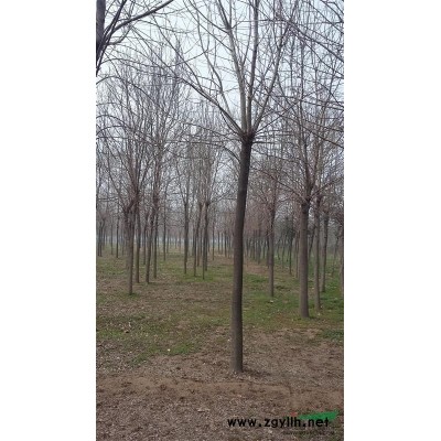 山东东方4-7公分国槐报价