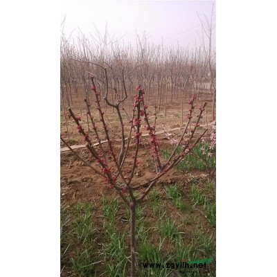常年供应樱花、红叶李、垂柳等各类绿化