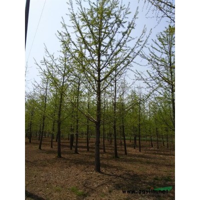 常年面向*供应银杏苗木及盆景