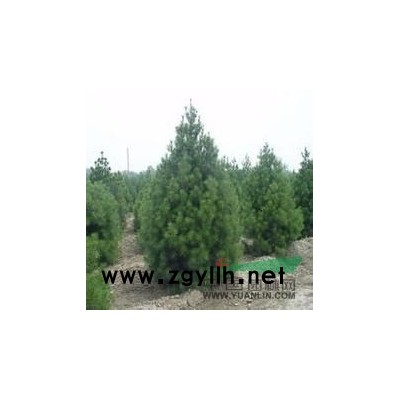 出售油松 价格低，树木好!!!!!!