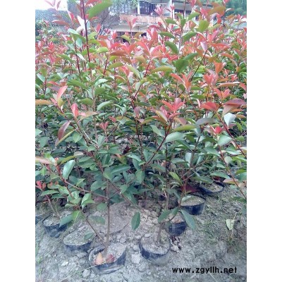 红叶石楠大容器苗