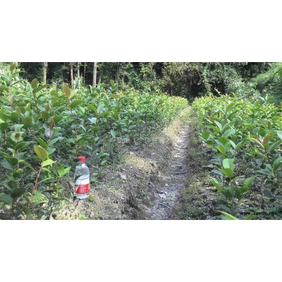 茶花/茶花小苗/桂花