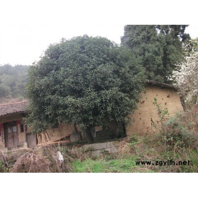 紫薇，香樟，桂花，黄果树