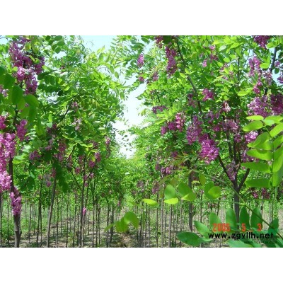 大量提供北海道、香花槐等树木，欢迎选购。