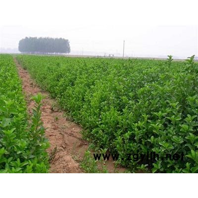 卫矛扶芳藤黄杨金叶女贞红叶小檗红叶石楠等绿化苗木