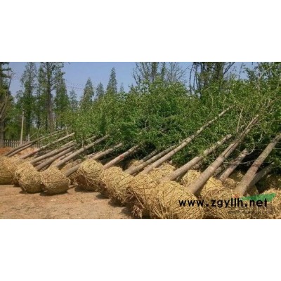 长期供应各种规格实生嫁接银杏树