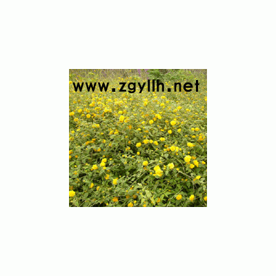 迎春 榆叶梅 天目琼花 红玫瑰 红王子锦带