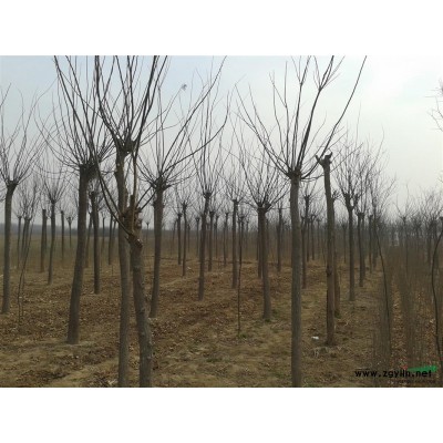 特价速生柳，垂柳，金叶榆，金叶槐，金枝槐，火炬树。