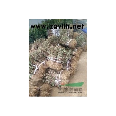 金银花 鲁蕾金银花 全蕾金银花  四季金银花苗