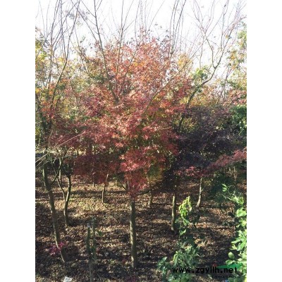 江苏如皋 供应  地径4-8cm鸡爪槭600棵价格可商议