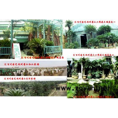 华棕（老人葵）、中东海枣（银海枣、加拿利海枣、蒲葵、布迪椰子