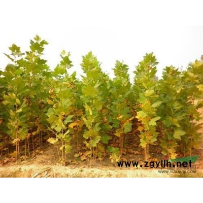 造型法桐8供应/造型法桐8图片