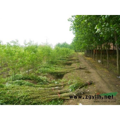 竹柳四米多高报价/安徽竹柳四米多高报价