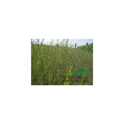 供应新疆杨垂柳苗