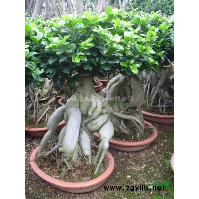 9云层层次以上造型榕树桩头（小叶榕桩头）2016年批发价格