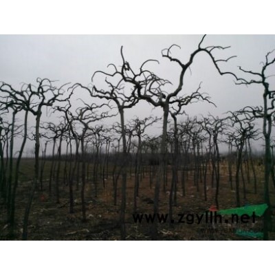 6公分以上龙爪槐