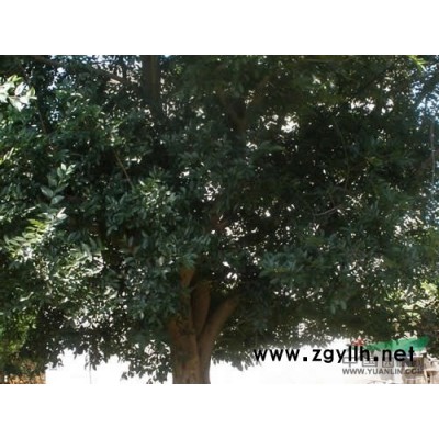 （私人）供应各种规格朴树、银杏、杨树苗，价格低廉，品质保证