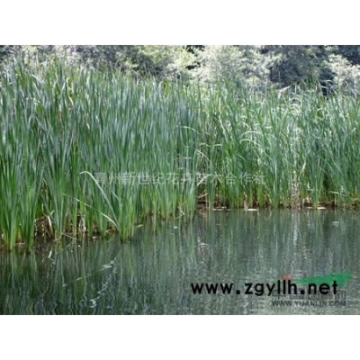 山东马莲|青州马莲供应商