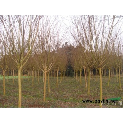 出售8-10公分大叶女贞2米定杆3年冠副1000棵