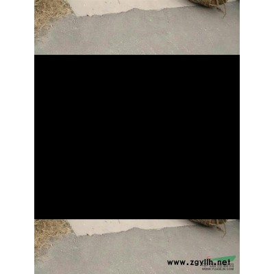 国槐，10公分国槐，国槐小苗