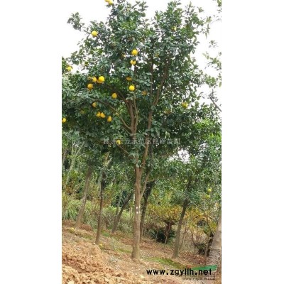 精品6-15公分桂花