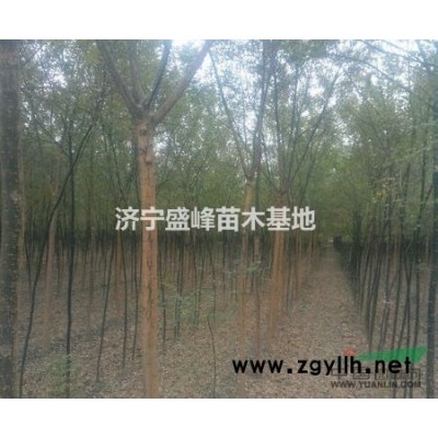 低价出售3公分国槐树苗，原生国槐小苗