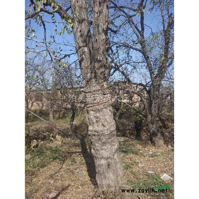 聚荣苗木石榴树