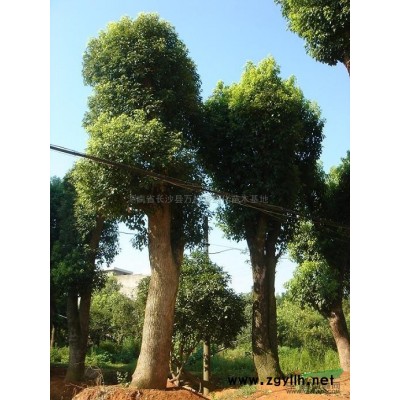 红花继木、杜鹃、金叶女贞、海桐、南天竹、夹竹桃、栀子花等苗木