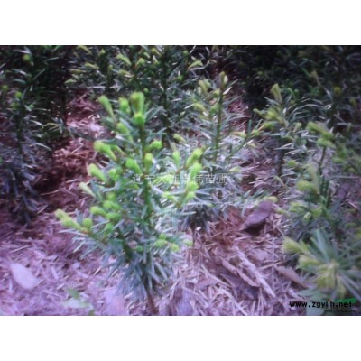 东北红豆杉 大量出售长白山红豆杉原木 优质红豆杉原木