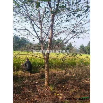 供应米径16公分早樱33棵，分枝1米10以上，浙江货源。