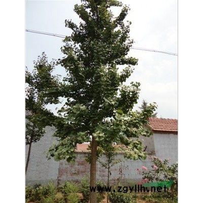 黄杨苗 黄杨分栽苗 东青苗 卫矛扶芳藤