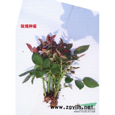 月季苗多品种大量供应