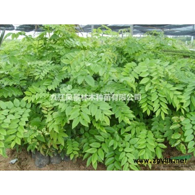 蓝花楹..黄花梨.银杏.雪松.连香