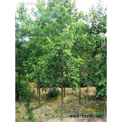 湖南金叶女贞 益阳金叶女贞 金叶女贞价格 金叶女贞球 金叶女贞小苗