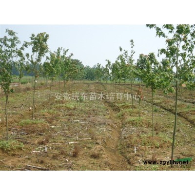 日本红枫 地径3cm