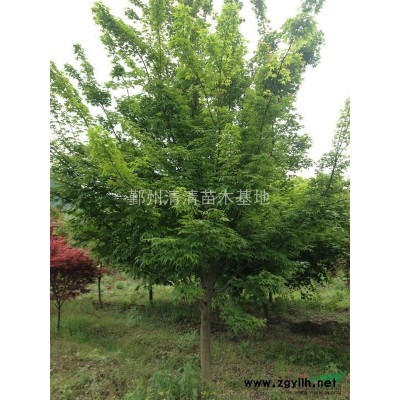 浙江垂丝海棠供应