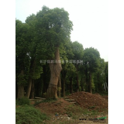 基地主要供应苗木有色块类