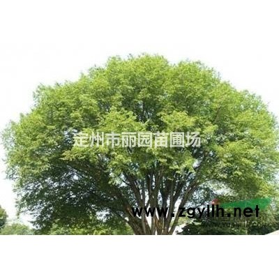 【定州丽园苗圃大量供应金叶榆】河北金叶榆厂家