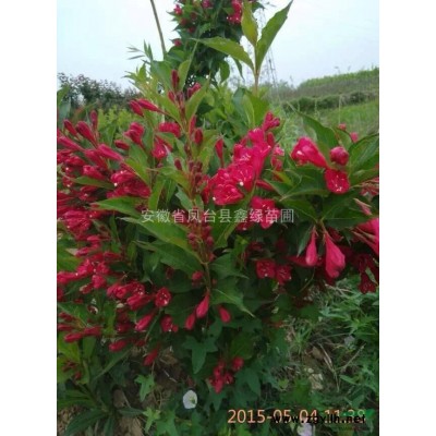 红叶稠李 凤台红叶稠李