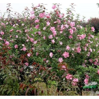 处理高接卫矛球