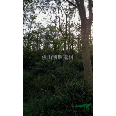 供应五万棵凤凰木红花楹影树,15-25公分,9年树龄