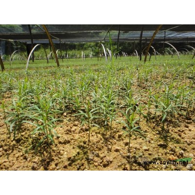 高1米以上红叶李扦插苗报价/浙江高1米以上红叶李扦插苗报价